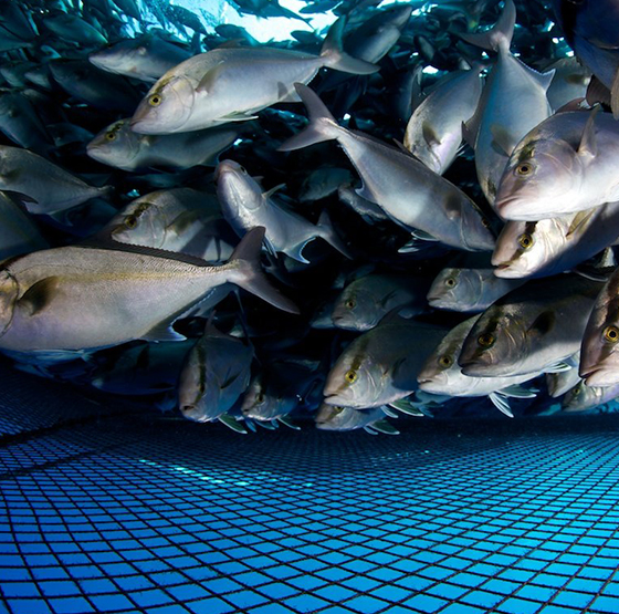 Application ng PSA Oxygen Generator